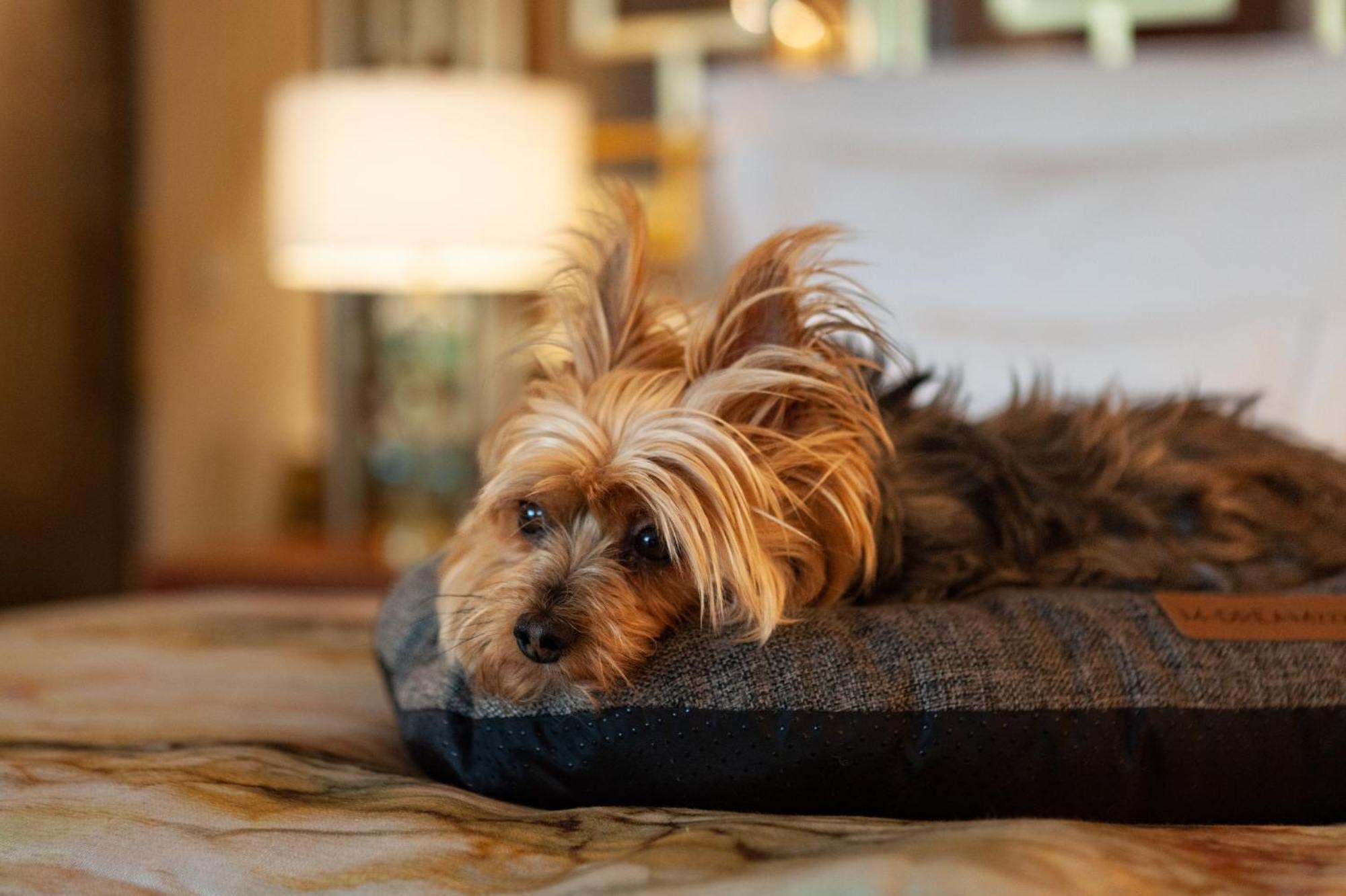 Wine & Books Lisboa Hotel 외부 사진 A Yorkshire Terrier